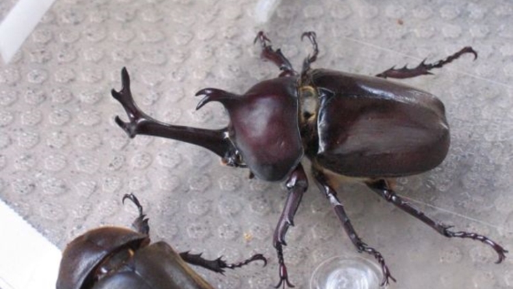 Restoran Jepang Mengeluarkan Menu Baru Dengan Bahan Utama Kumbang Badak